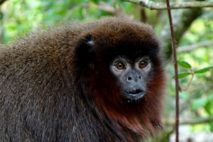 Jumpers vagy titi - monkey dél-amerika Jumpers vagy titi - monkey dél-amerika